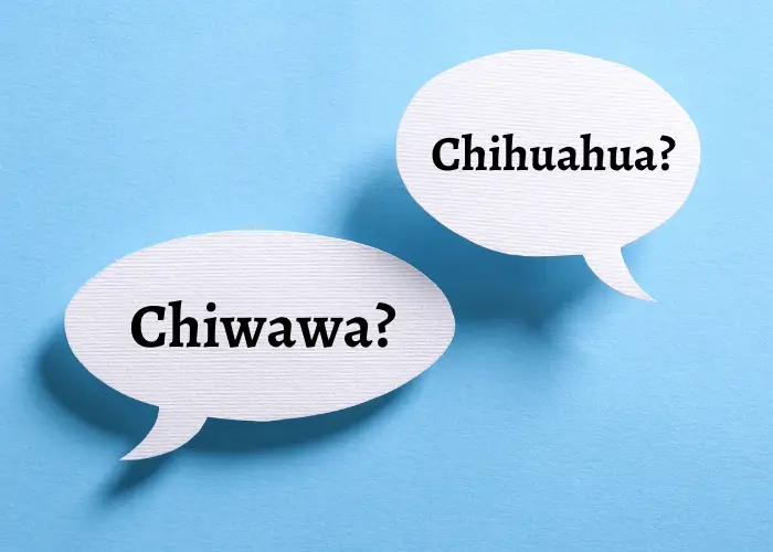 speech bubbles with different chiwawa spelling