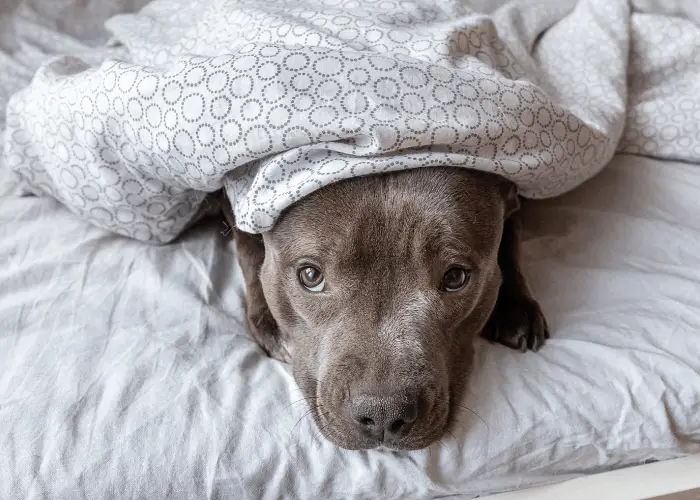 staffy pit bull sleeping under the blanket