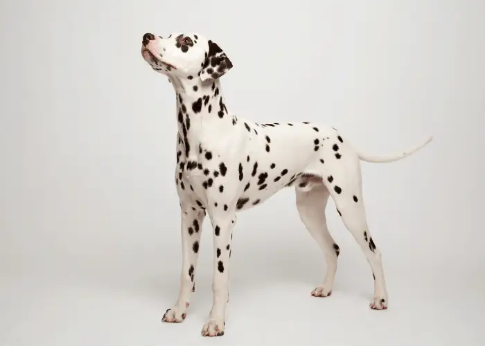 Dalmatian Complete Information 3 standing dalmatian