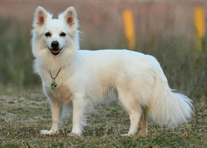 19 Most Popular Asian Dog Breeds ( With HD Photos ) 16 standing indian spitz dog