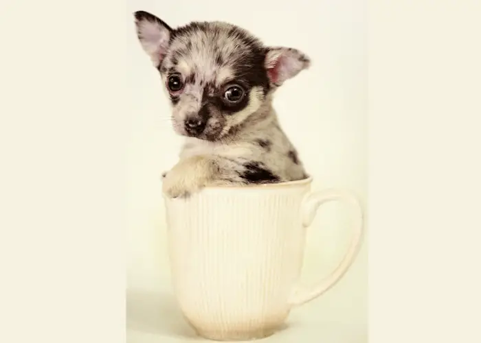 teacup chiwawa on yellow background