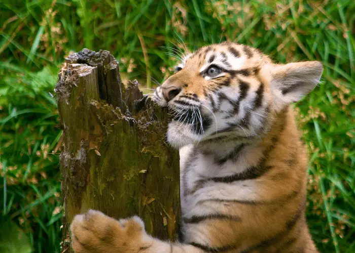 What is the Bite Force of a Chihuahua? 3 tiger biting a tree stump