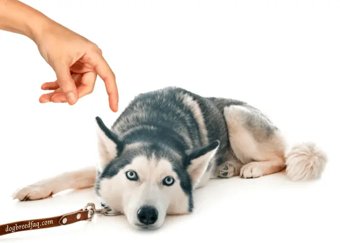 timid husky a ser tocado com os dedos pelo dono