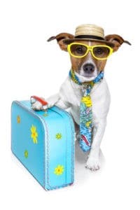 dog dressed up as a tourist with colorful bag, tie, sunglasses and a hat