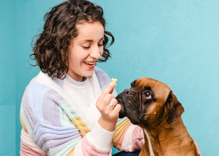 training a boxer dog breed 