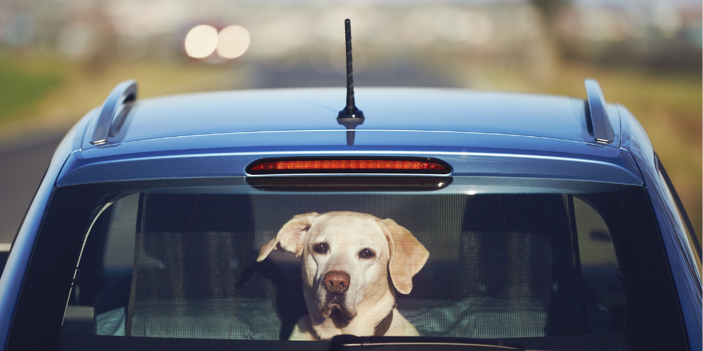 travelling with dogs
