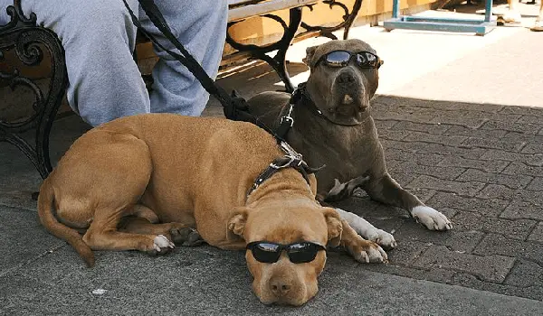 zwei Pitbulls mit Sonnenbrille an der Leine, die sich mit ihrem Besitzer hinlegen