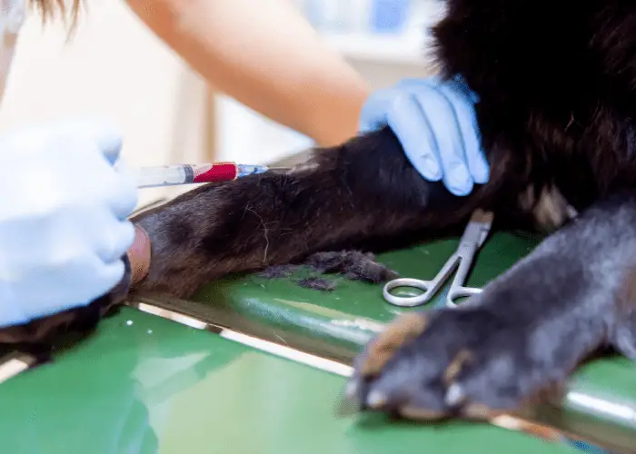 vet injecting medication in a dog's leg