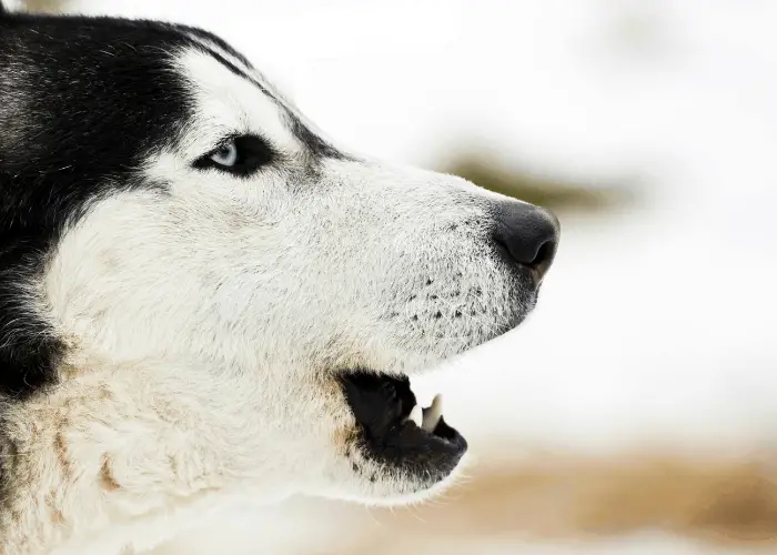 vokalisoiva husky lähikuva