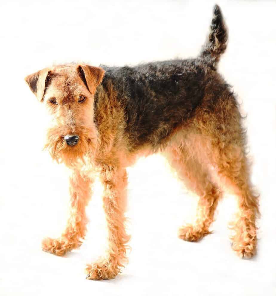 are welsh terriers contagious