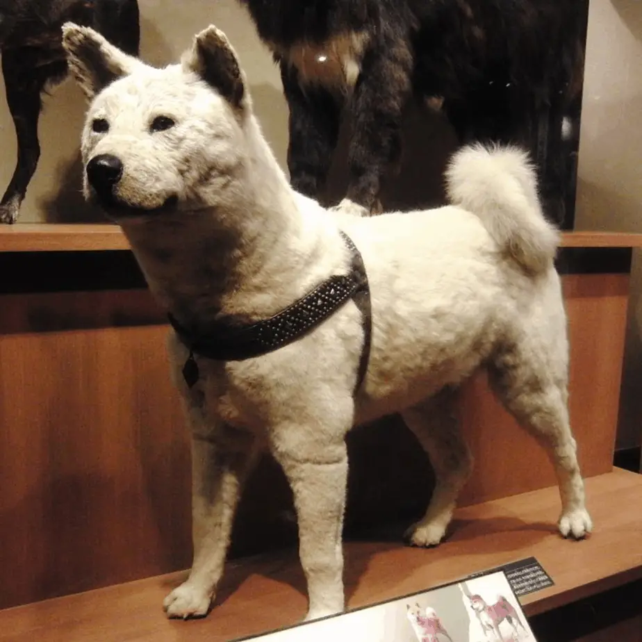 what kind of dog is in hachi a dogs tale