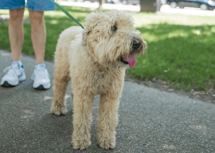 Uncovering the Mystery of Max's Breed from "The Grinch" 10 wheaten terrier walking with its owner