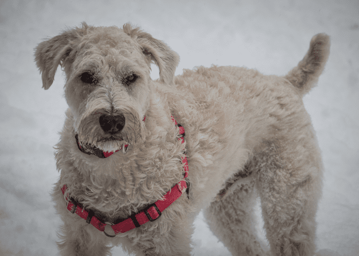 Uncovering the Mystery of Max's Breed from "The Grinch" 9 wheaten terrier with read leash in the snow