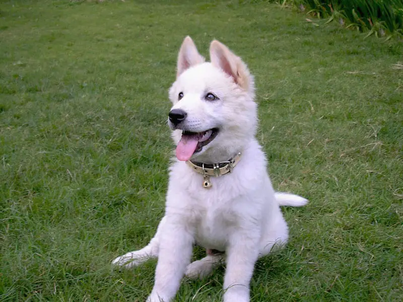 93 Adorable Asian Dog Breeds You Will Fall In Love With 5 white kintamani dog