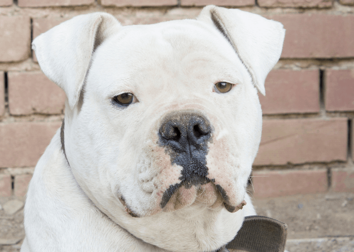 white american bulldog image against a brick wall