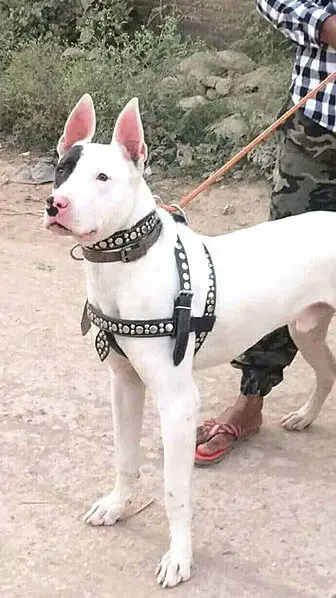 19 Exotic Indian Dog Breeds (Forgotten Native Dogs Of India) 14 white gull terrier on colllar and harness