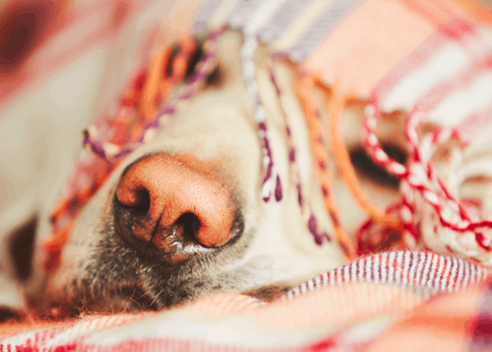 white pit bull sleeping under the blanket