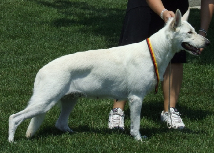 21 Dogs That Look Like German Shepherds: The K9 Doppelgängers 12 white shepherd dog with owner