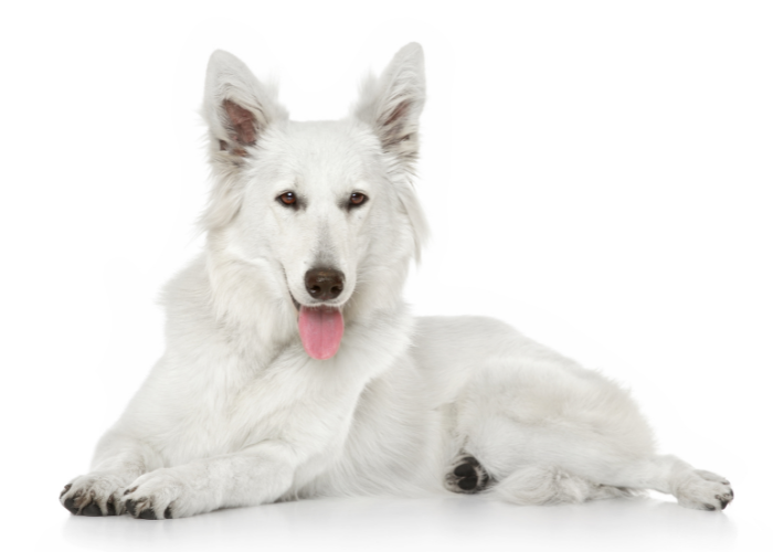 21 Dogs That Look Like German Shepherds: The K9 Doppelgängers 10 white swiss shepherd dog on white background