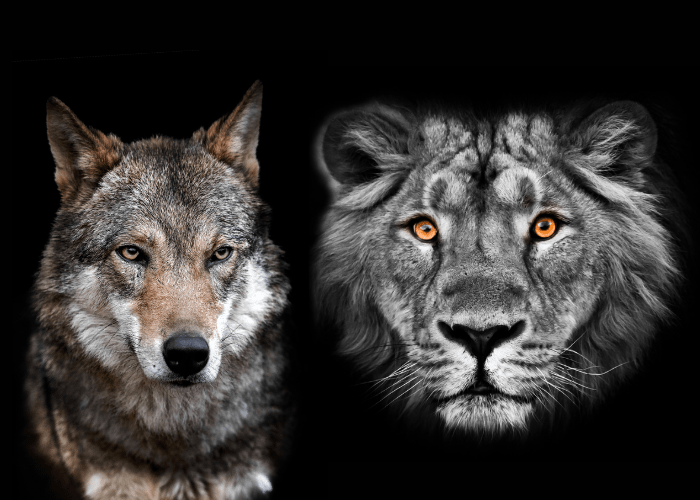 wolf and lion on dark background