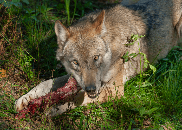 wolf bites through a bone