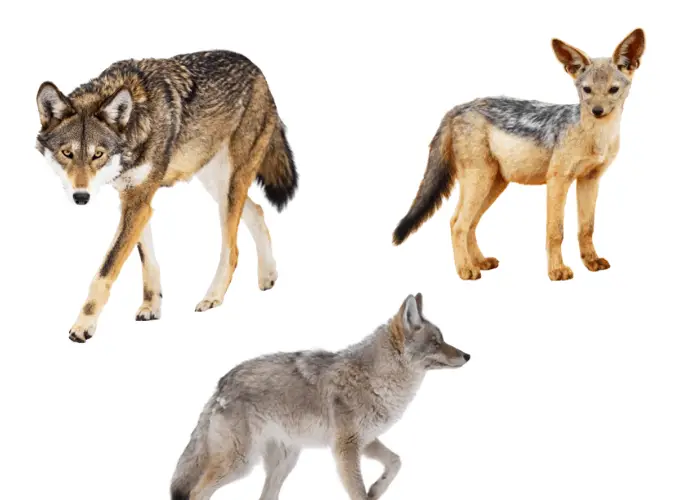 Why Are Dogs Called Canines or K9? 4 wolf, coyote and jackal