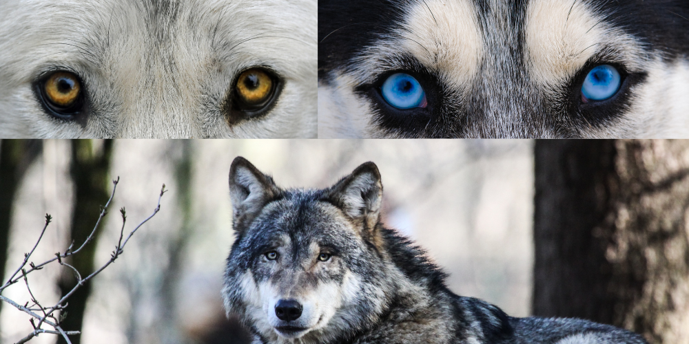 Wolf Eye Colors: The Science Behind Their Stunning Hues