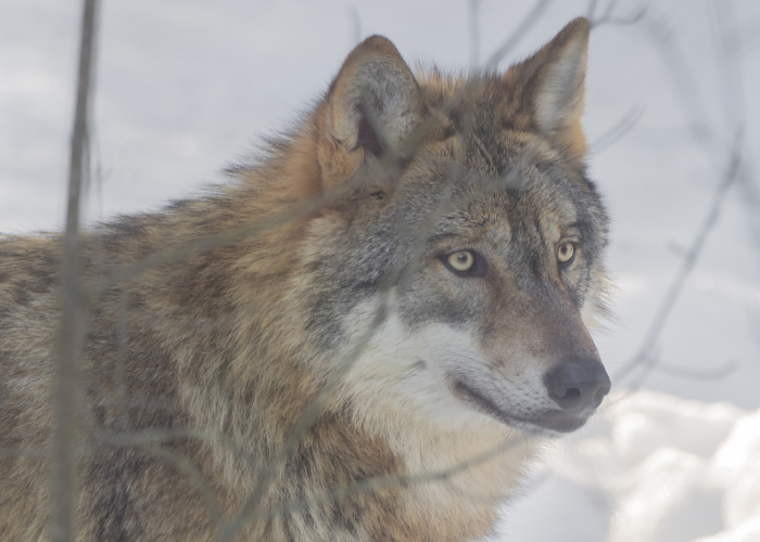 wolf in the snow