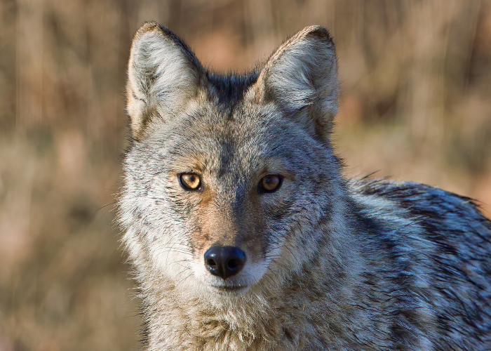 wolf in the wild