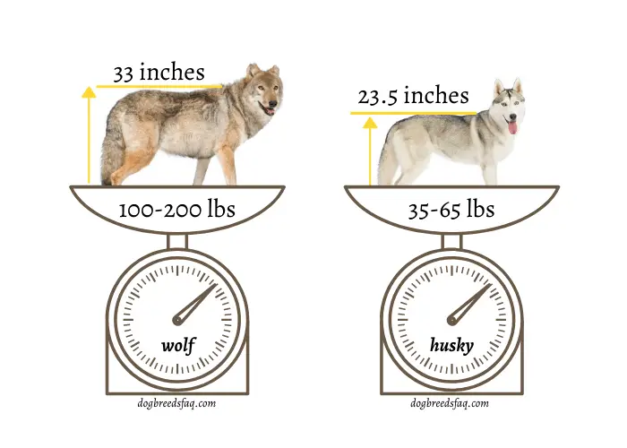 wolf vs husky height and weight comparison