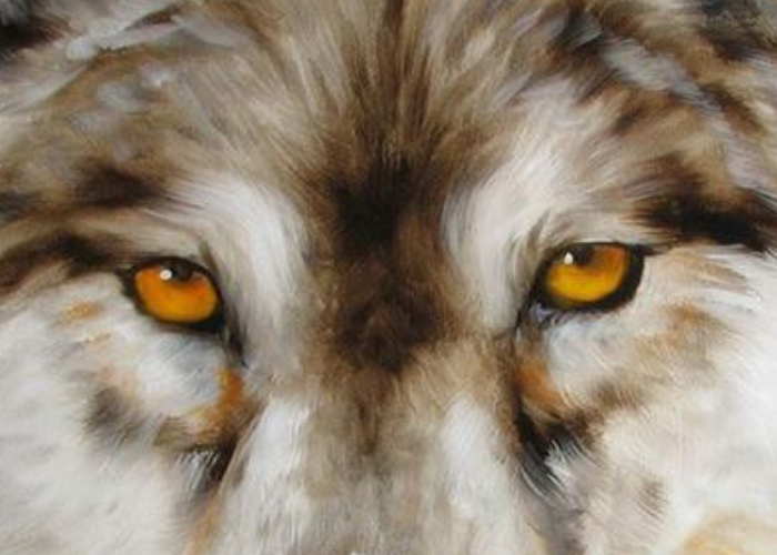 wolf with amber eyes close up