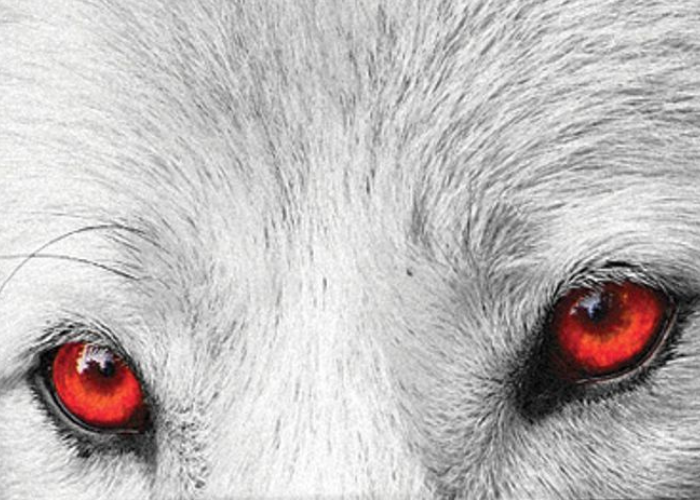 wolf with red eyes close up photo