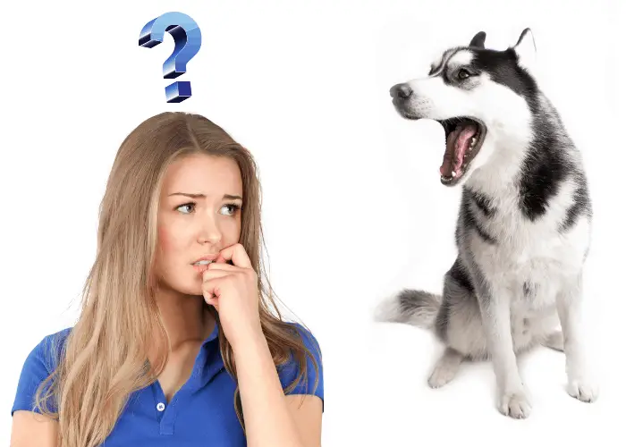 worried husky owner