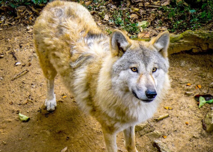 yellow wolf in the forest