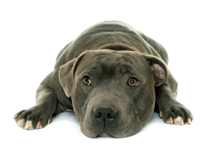 Staffordshire Bull Terrier Complete Information 8 youing Staffordshire bull terrier close up image on white background